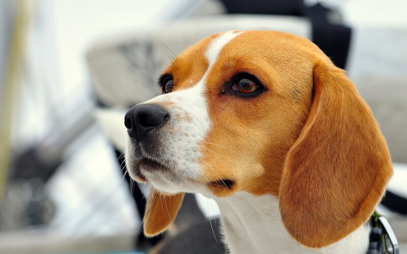 Beagle Dog Close-up — Brown, Calm, Photograph, Collar