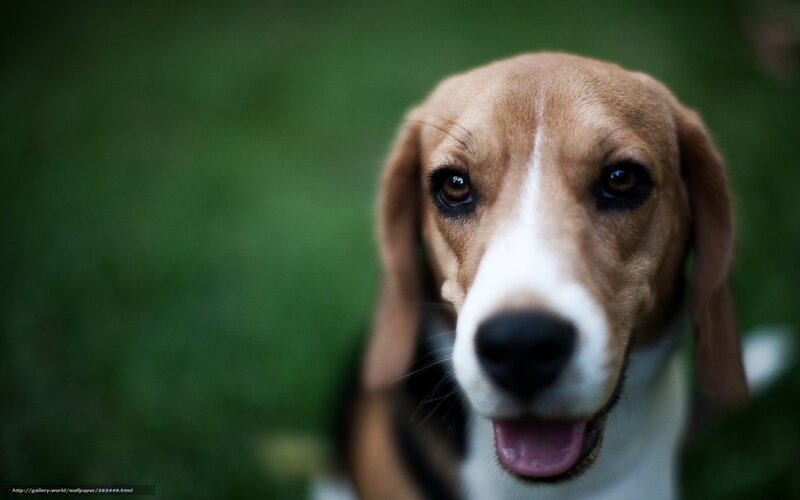 Beagle Dog Close-up — Brown, Calm, Photograph, Grass