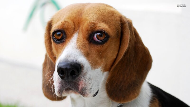 Beagle Dog Close-up — Brown, Calm, Photograph, Nose