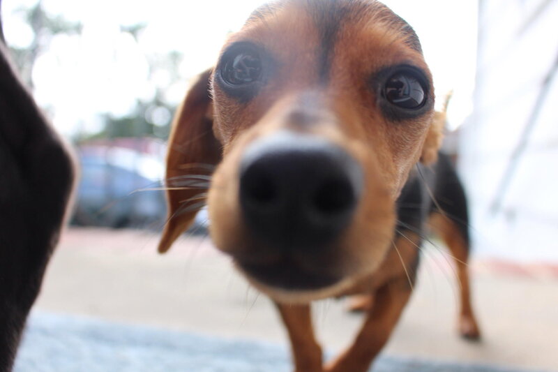 Beagle Dog Close-up — Brown, Curious