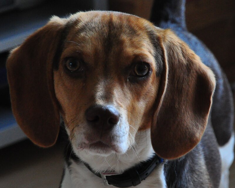 Beagle Dog Close-up — Brown