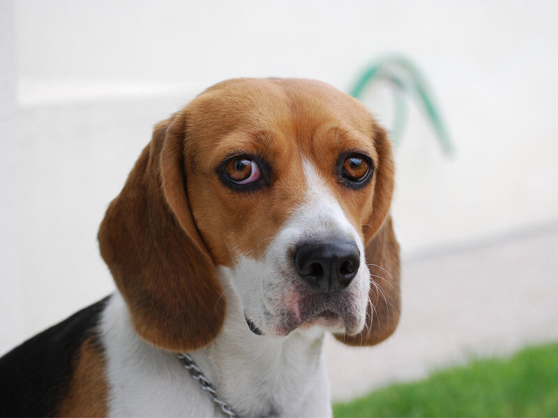 Beagle Dog Close-up