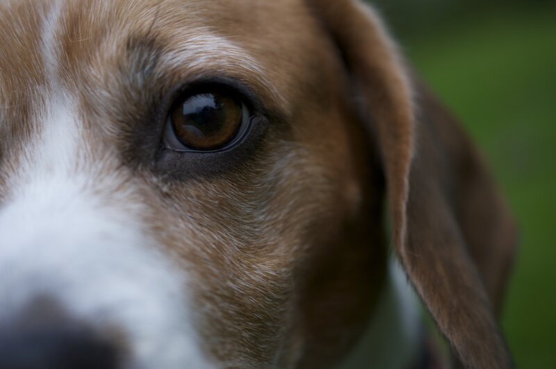 Beagle Dog Eye