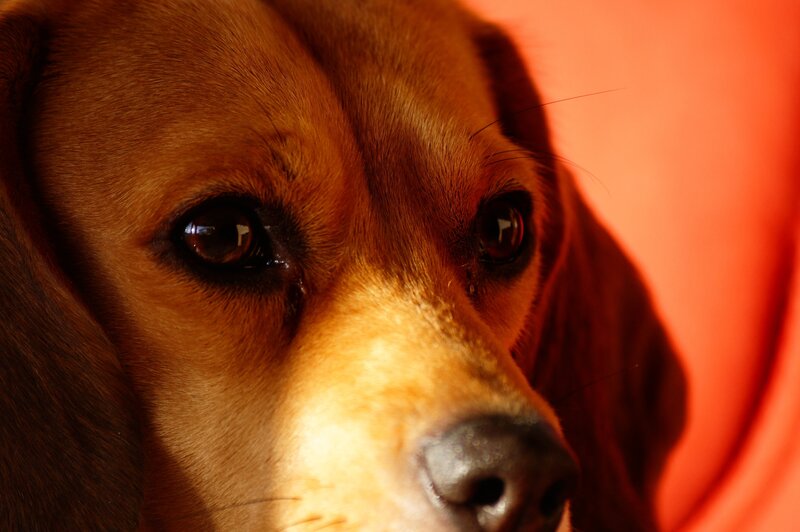 Beagle Dog Face — Brown