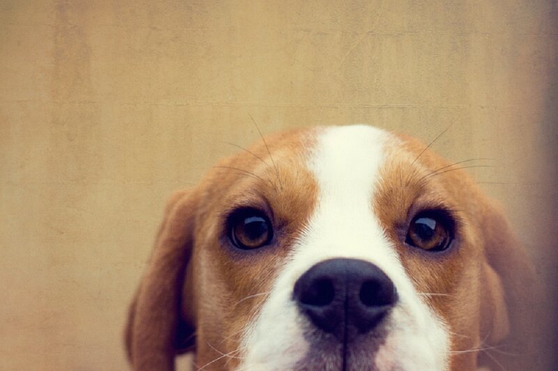 Beagle Dog Face