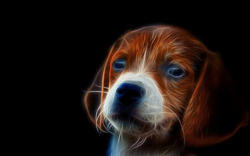 Beagle Dog Head