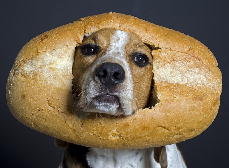 Beagle Dog in Bread