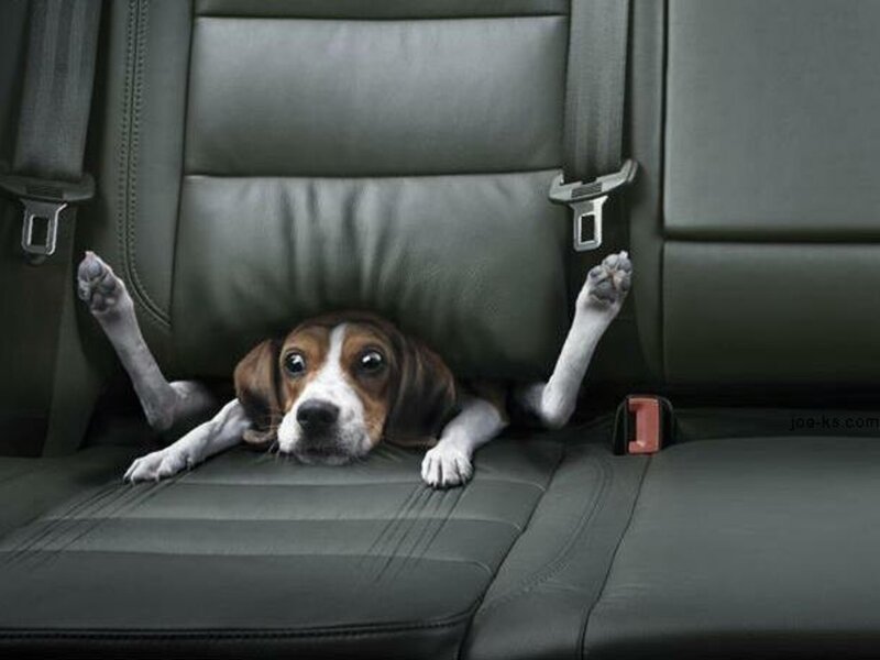 Beagle Dog in Car