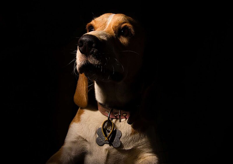 Beagle Dog in Dark