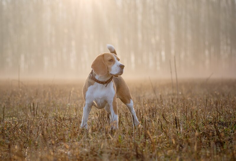 Beagle Dog in Field — Brown, Serene
