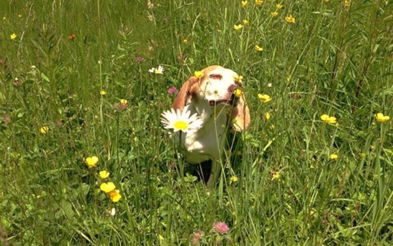 Beagle Dog in Field