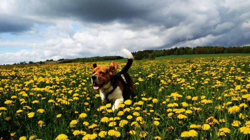 Beagle Dog in Field — Yellow