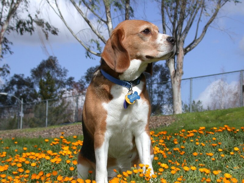 Beagle Dog in Flowers