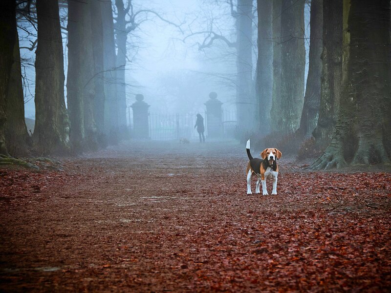 Beagle Dog in Forest