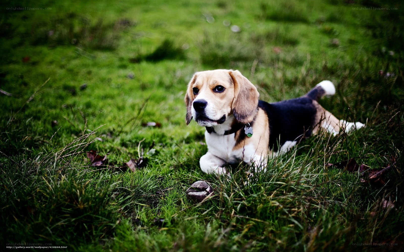 Beagle dog in grass