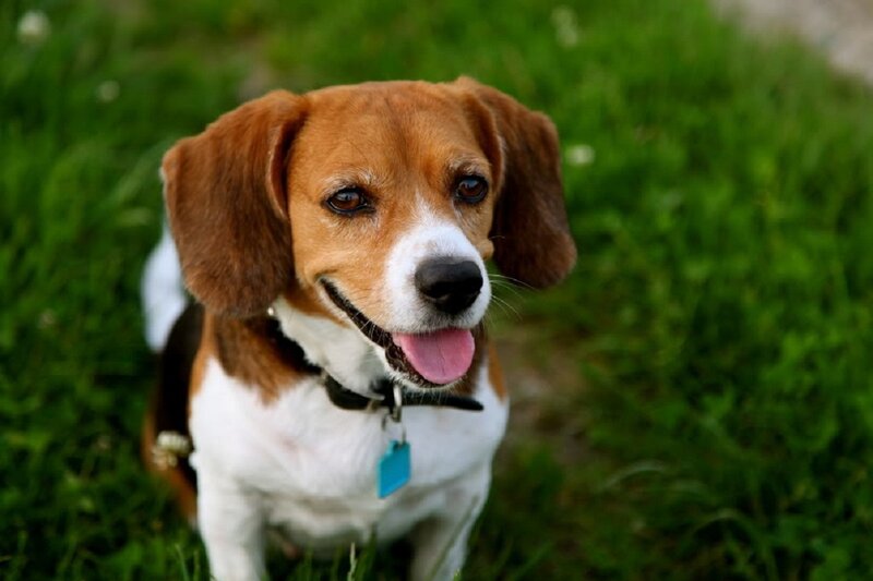 Beagle Dog in Grass — Brown