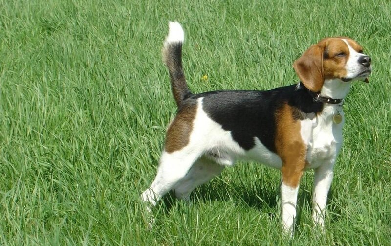 Beagle Dog in Grass — Green, Calm, Afternoon, Photograph, Collar, Tag