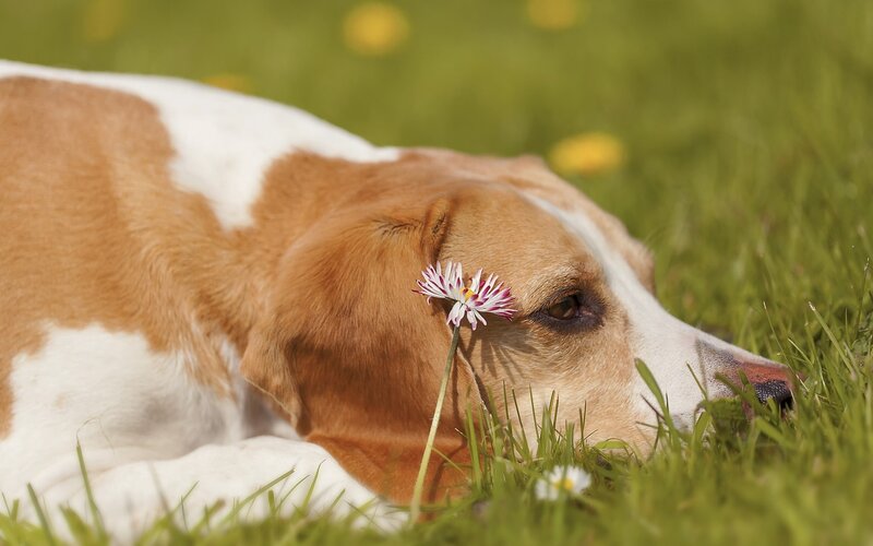 Beagle Dog in Grass — Green, Calm, Afternoon, Photograph, Flower