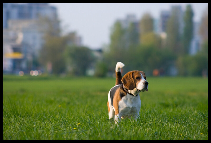 Beagle Dog in Grass — Green, Calm