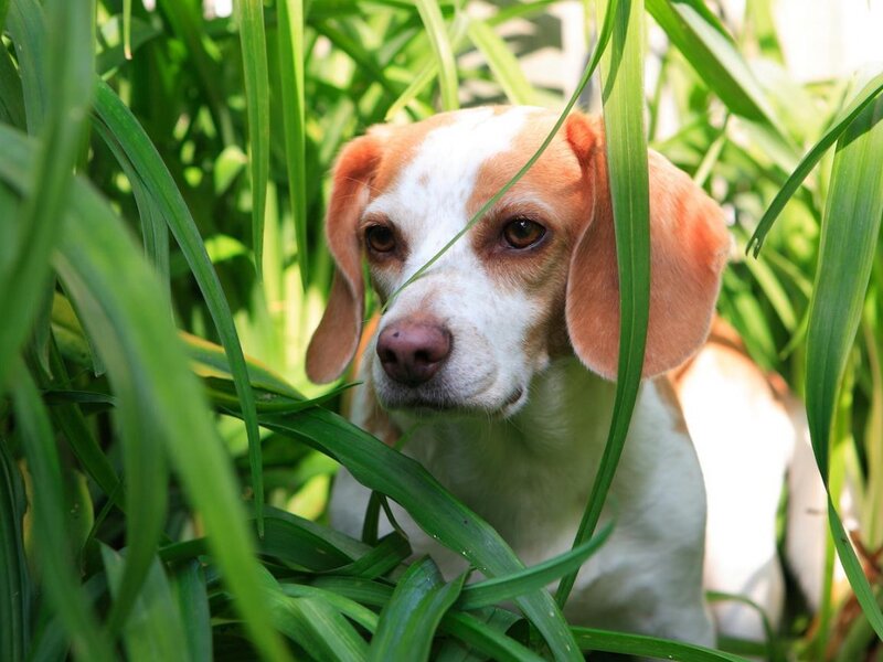 Beagle Dog in Grass — Green
