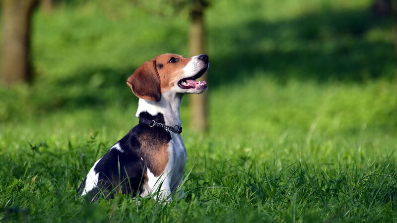 beagle dog in grass
