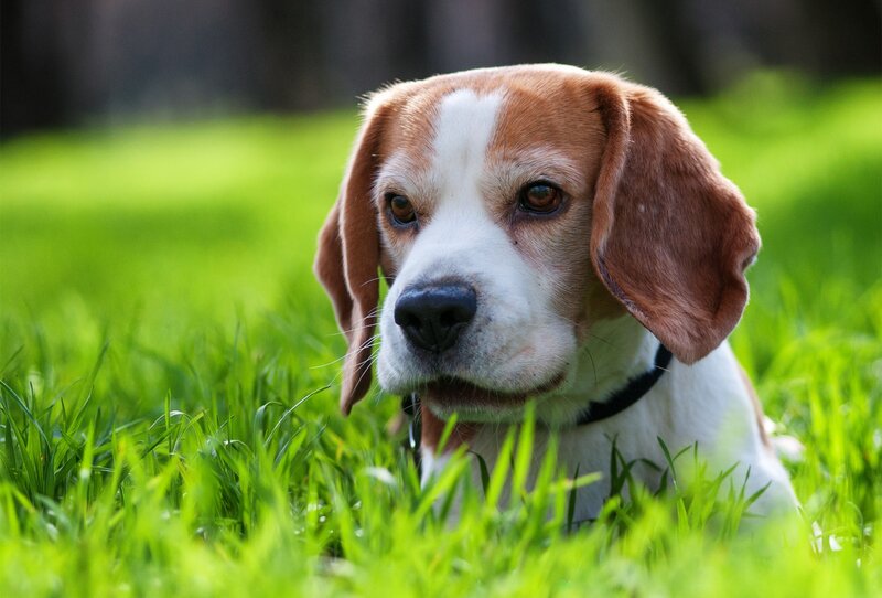 beagle dog in green grass