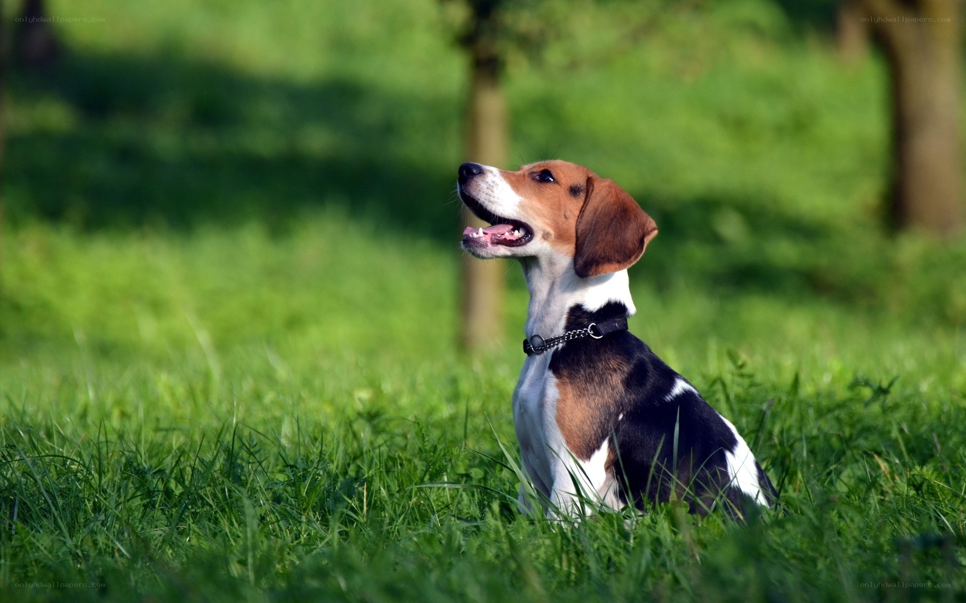 beagle dog in green grass