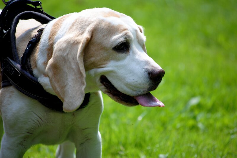 beagle dog in harness