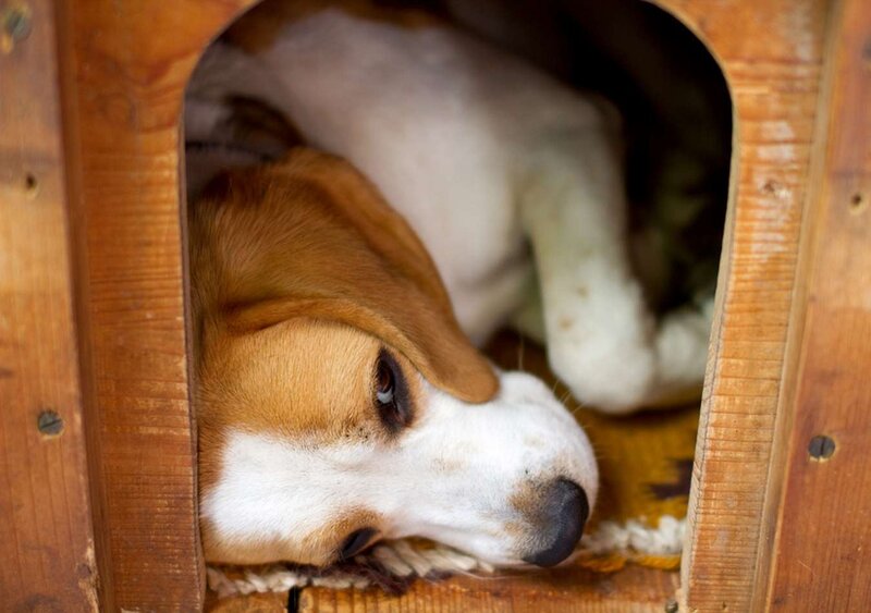 Beagle Dog in Kennel
