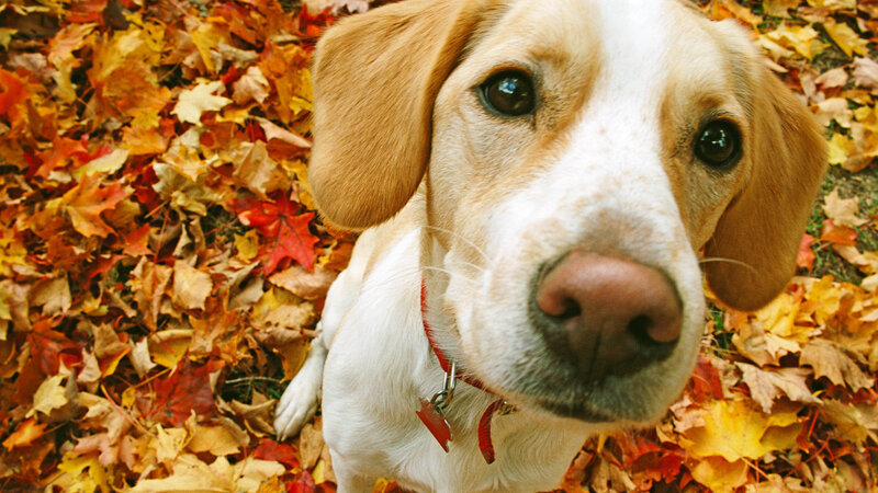 Beagle Dog in Leaves — Brown, Calm