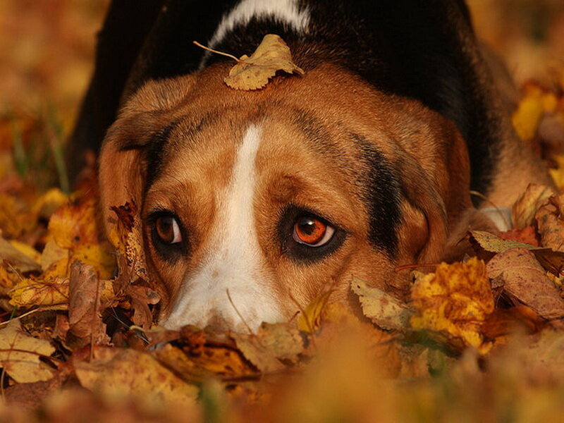 Beagle Dog in Leaves