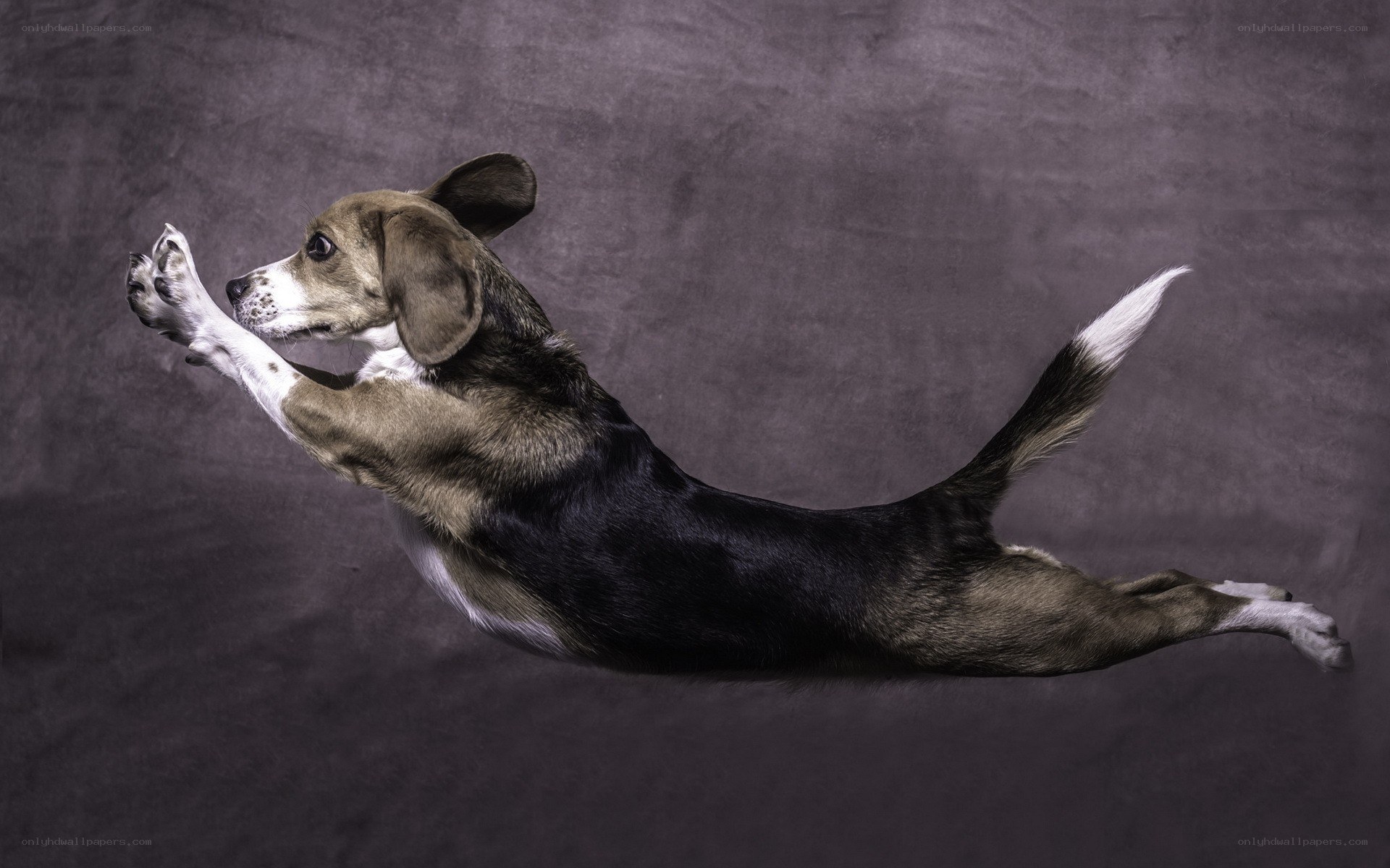 Beagle dog in mid-air leap