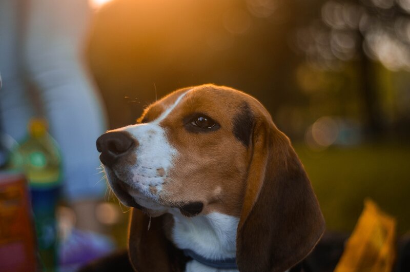 Beagle Dog in Profile — Brown, Calm