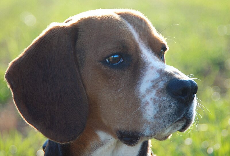 Beagle Dog in Profile — Brown