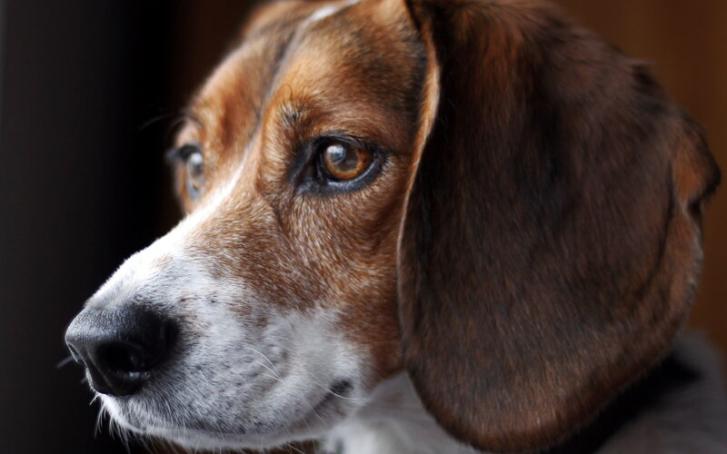 Beagle Dog in Profile
