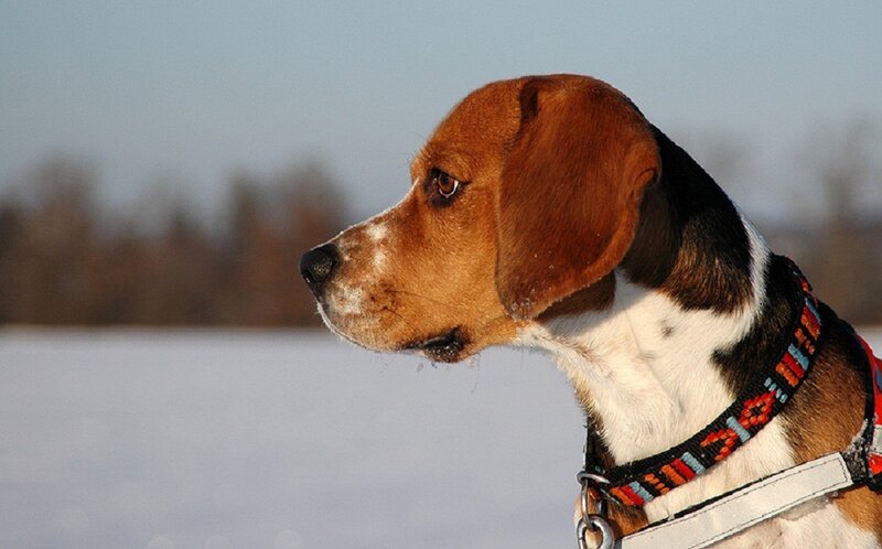 Beagle Dog in Snow — Brown, Calm