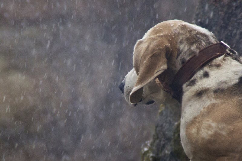 Beagle Dog in Snow — Brown, Dreary