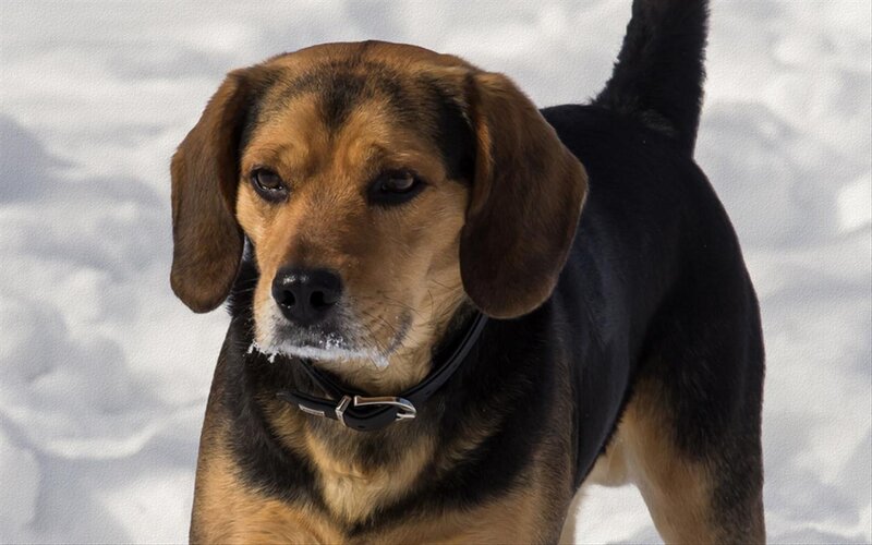 Beagle Dog in Snow — Brown