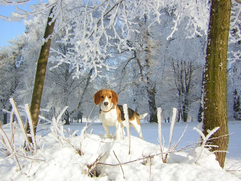 Beagle Dog in Snow