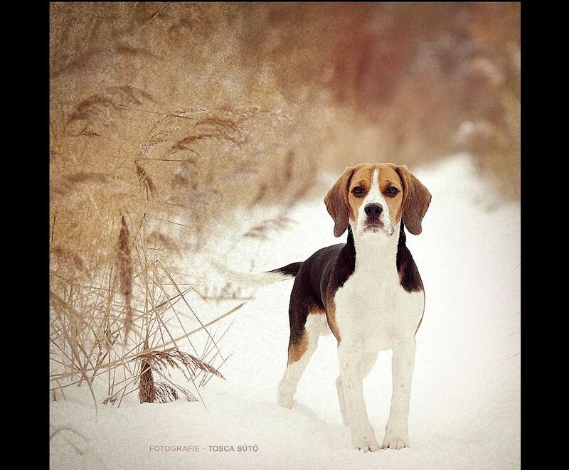 Beagle Dog in Snow — White
