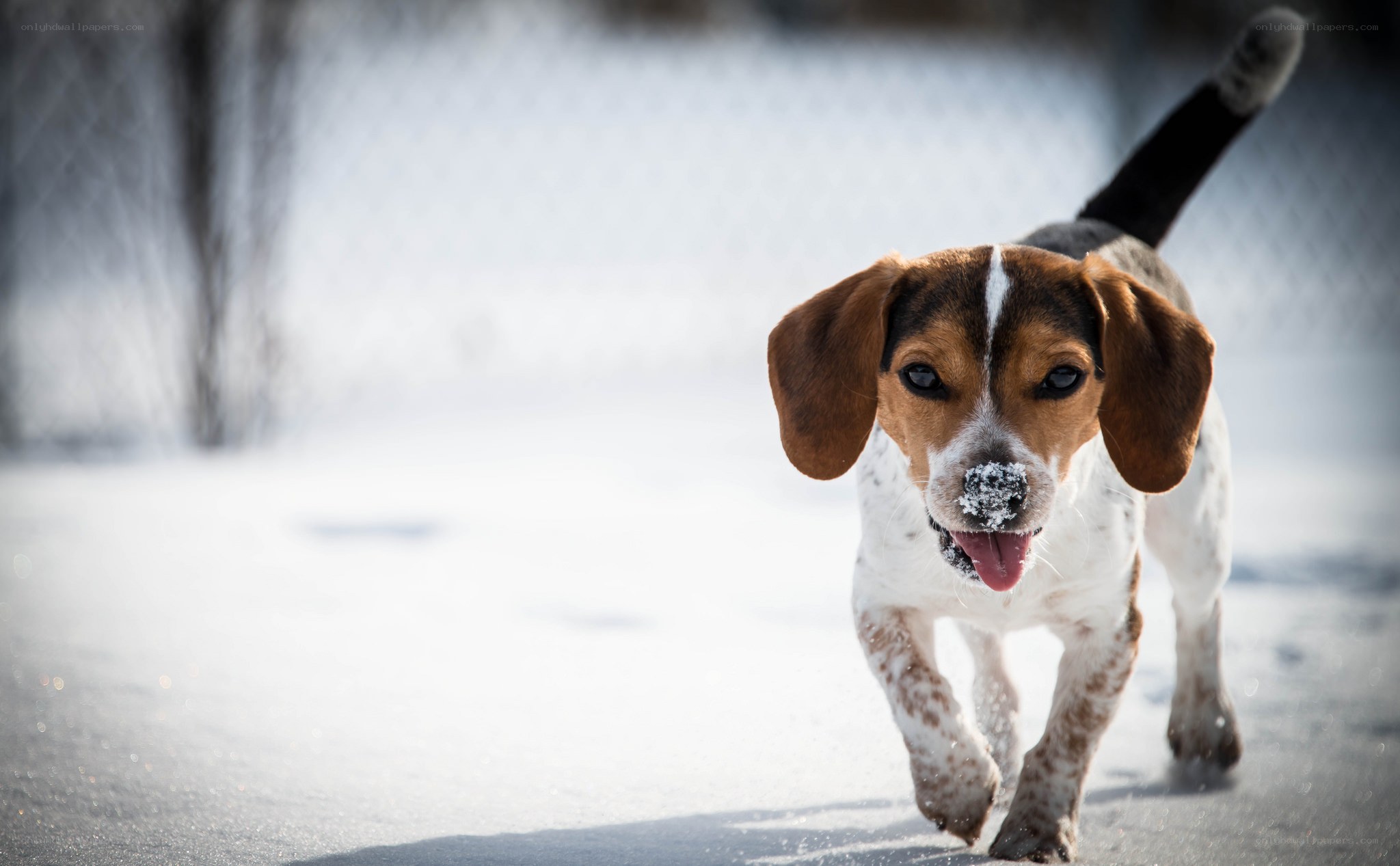 Beagle dog in the snow
