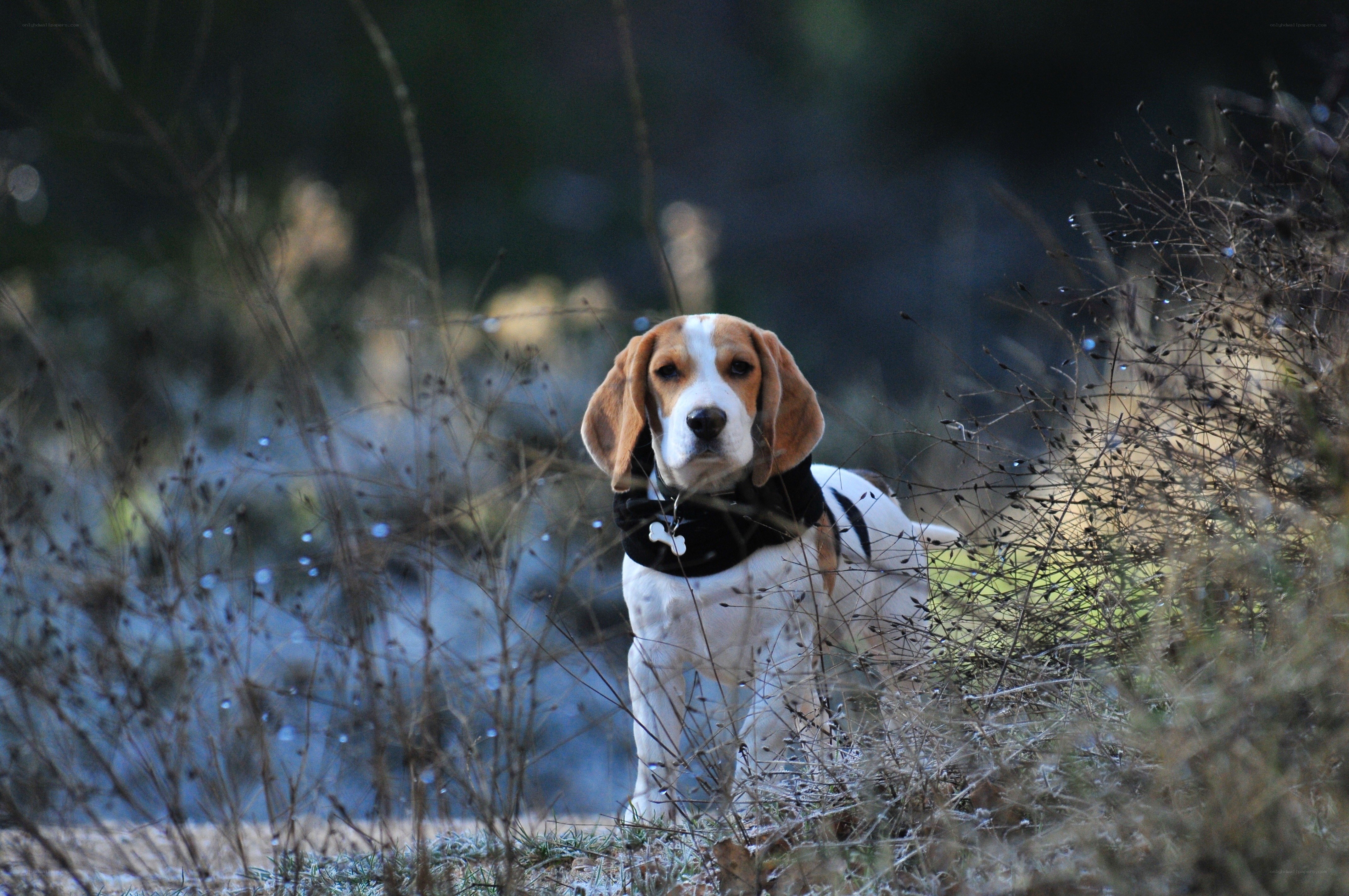 beagle dog in the wild