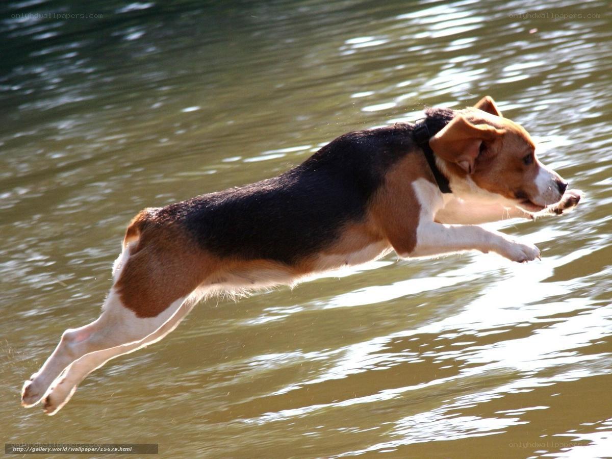 beagle dog jumping over water