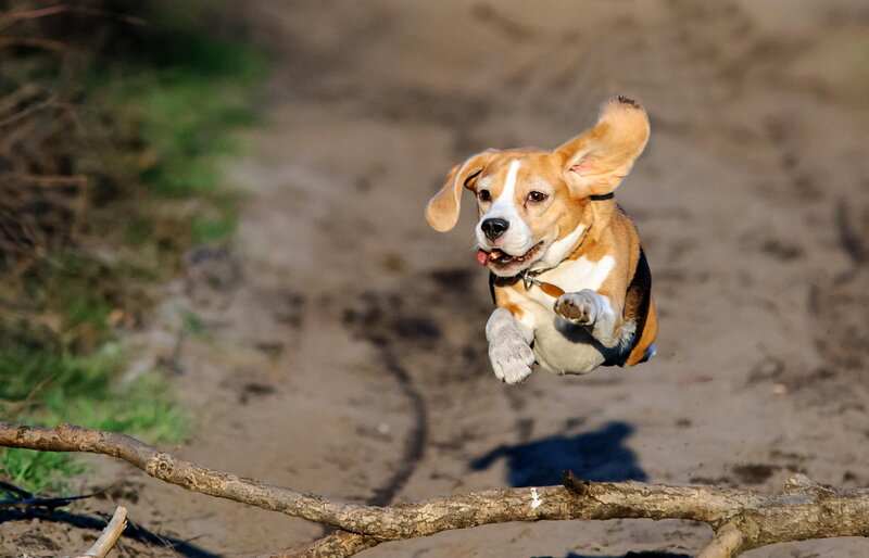 Beagle Dog Jumping