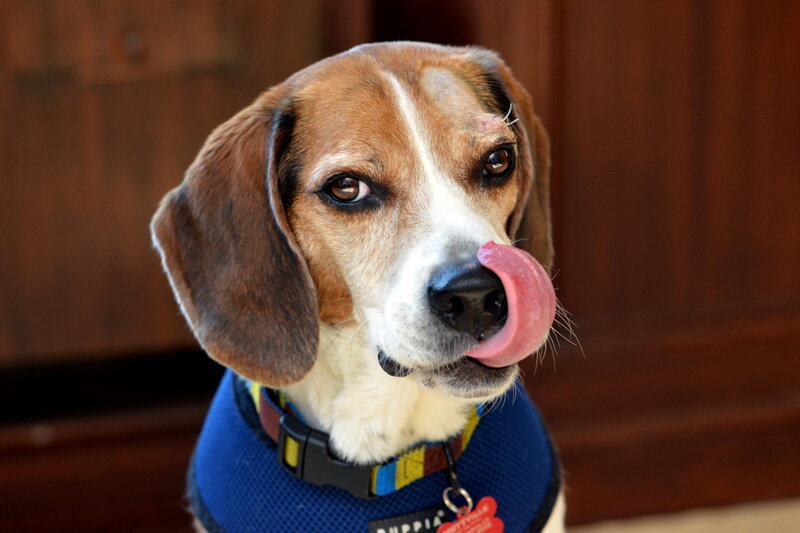 Beagle Dog Licking Nose
