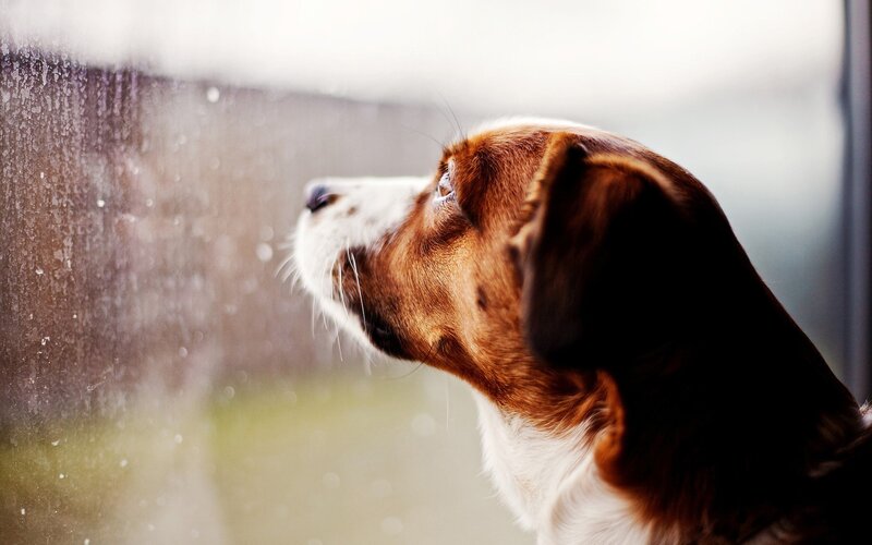 Beagle Dog Looking Out