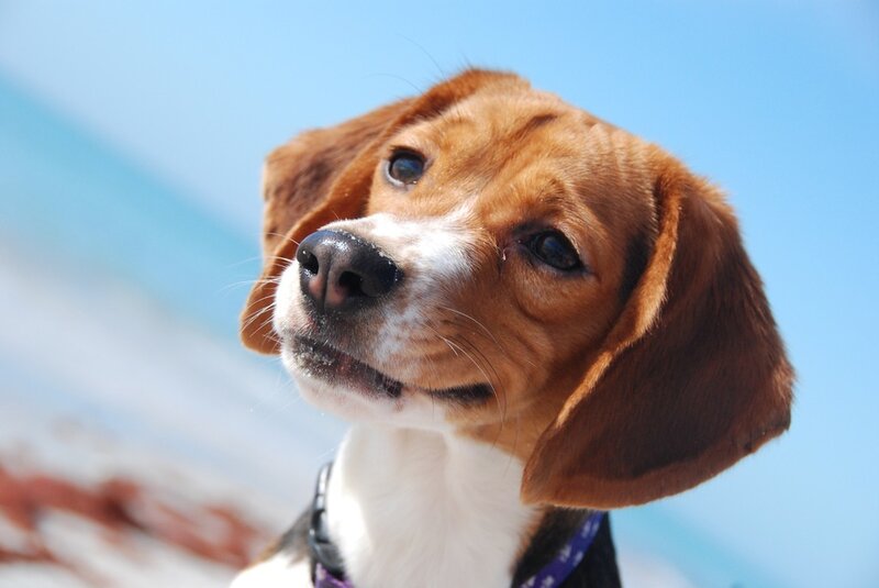 beagle dog looking up