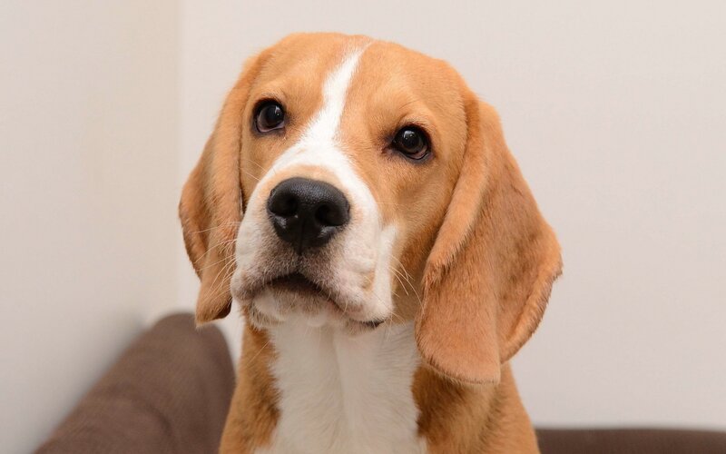 Beagle Dog Looking Up — Brown, Calm, Photograph