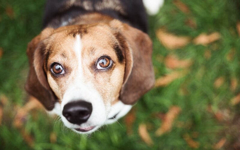 Beagle Dog Looking Up — Brown