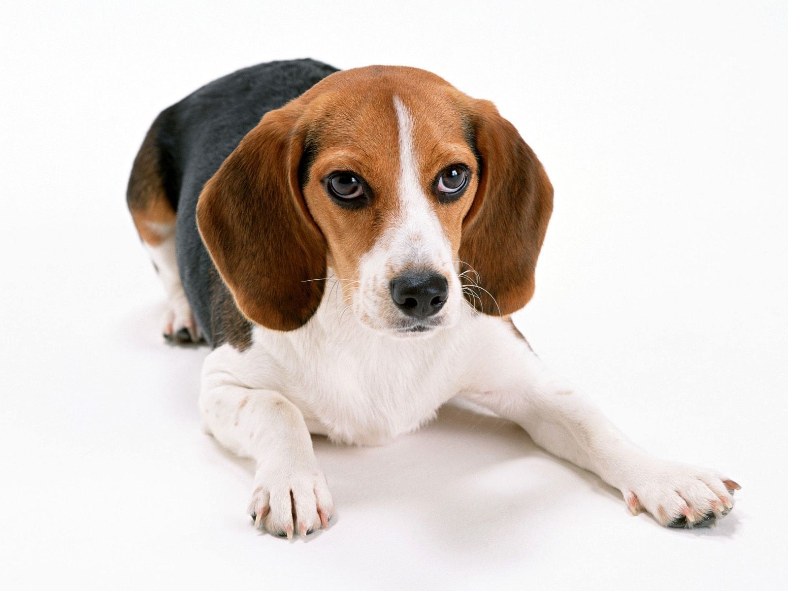 Beagle dog lying down